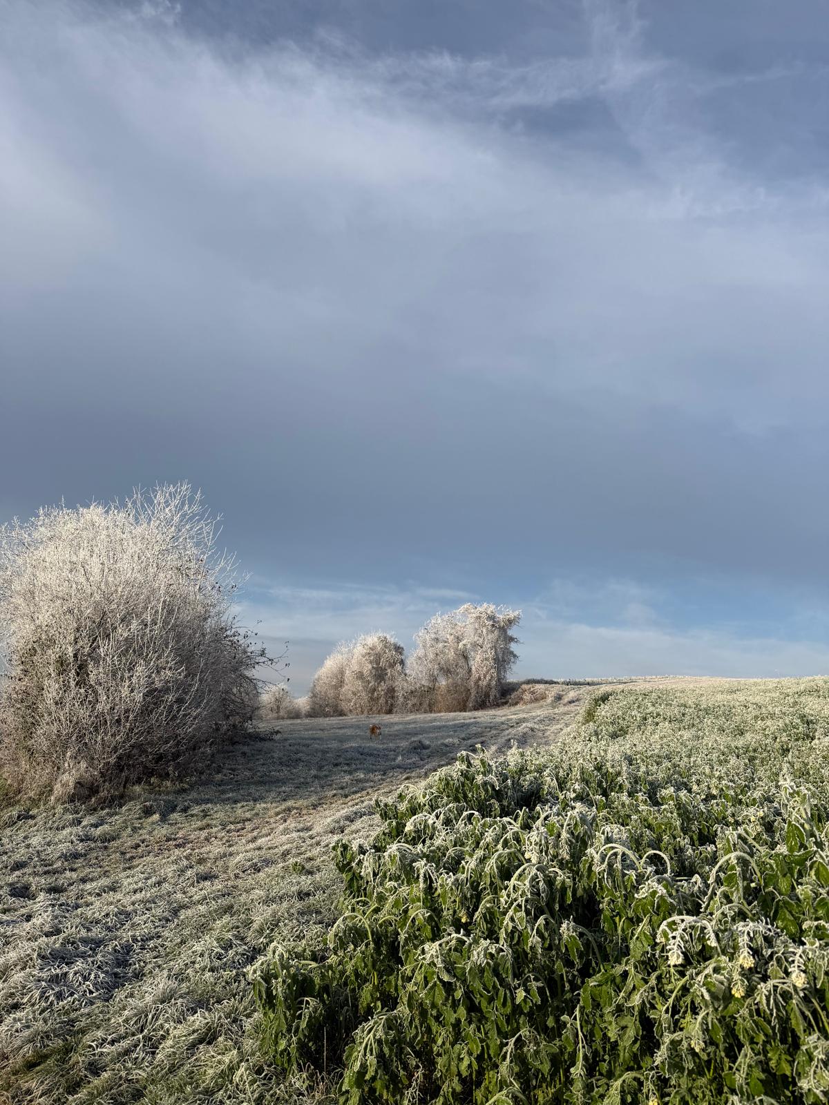 Frostige Felder im Kraichgau